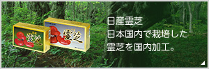 日産霊芝日本国内で栽培した霊芝を国内加工。