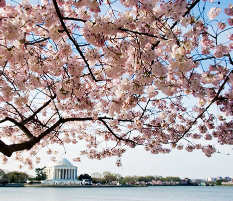 アメリカ・ワシントンの桜と、日産化学